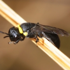 Hylaeus (Prosopisteron) primulipictus at Molonglo River Reserve - 5 Nov 2018