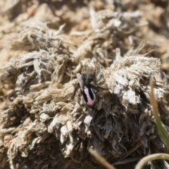 Maratus chrysomelas at Michelago, NSW - 3 Nov 2018 09:12 AM