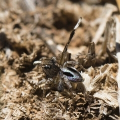 Maratus chrysomelas (Variable Peacock Spider) at Illilanga & Baroona - 2 Nov 2018 by Illilanga