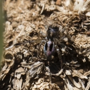 Maratus chrysomelas at Michelago, NSW - 3 Nov 2018 09:38 AM