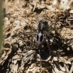 Maratus chrysomelas at Michelago, NSW - 3 Nov 2018