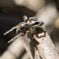 Maratus chrysomelas at Michelago, NSW - 3 Nov 2018 09:38 AM