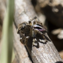 Maratus chrysomelas at Michelago, NSW - 3 Nov 2018 09:38 AM