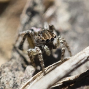 Maratus chrysomelas at Michelago, NSW - 3 Nov 2018 09:38 AM