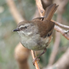 Sericornis frontalis (White-browed Scrubwren) at Undefined - 21 Oct 2018 by David