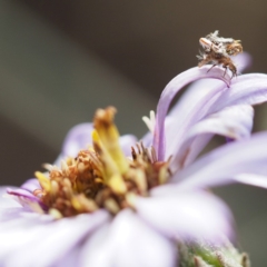 Chrysopidae (family) at undefined - 21 Oct 2018