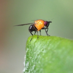 Sapromyza sp. (genus) (A lauxaniid fly) at Undefined - 20 Oct 2018 by David