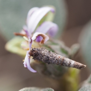 Lepidoscia (genus) IMMATURE at undefined - 21 Oct 2018