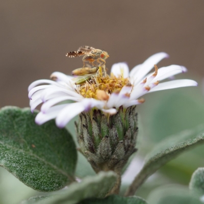 Lauxaniidae (family) (Unidentified lauxaniid fly) at Undefined - 20 Oct 2018 by David