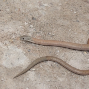 Pygopus lepidopodus at Beecroft Peninsula, NSW - 3 Nov 2018 03:52 PM