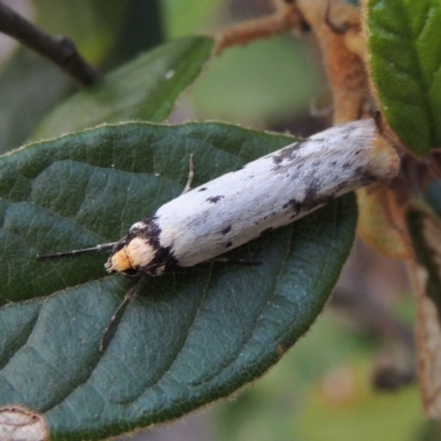 Philobota lysizona (A concealer moth) at Namadgi National Park - 25 Oct 2018 by michaelb