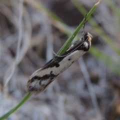 Philobota lysizona at Paddys River, ACT - 25 Oct 2018 05:39 PM