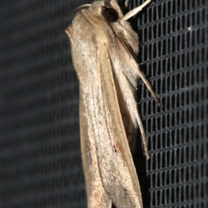 Mythimna (Pseudaletia) convecta at Ainslie, ACT - 4 Nov 2018