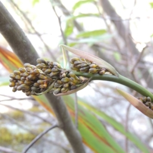 Dianella tasmanica at Paddys River, ACT - 25 Oct 2018