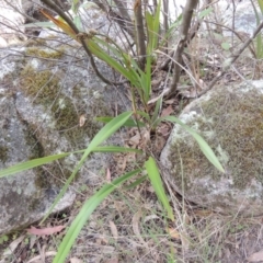 Dianella tasmanica at Paddys River, ACT - 25 Oct 2018