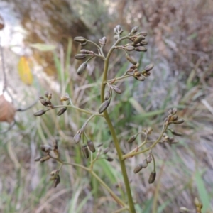 Dianella tasmanica at Paddys River, ACT - 25 Oct 2018 06:14 PM