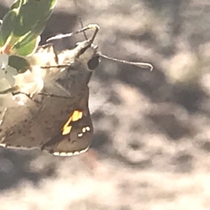 Trapezites phigalioides at Mount Taylor - 30 Oct 2018 05:17 PM