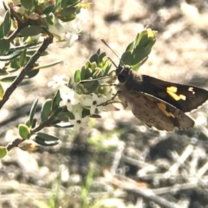 Trapezites phigalioides at Mount Taylor - 30 Oct 2018 05:17 PM