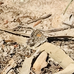 Lucia limbaria (Chequered Copper) at Mount Taylor - 30 Oct 2018 by PeterR