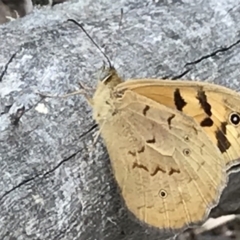 Heteronympha merope (Common Brown Butterfly) at ANBG South Annex - 5 Nov 2018 by PeterR