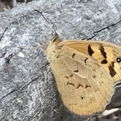 Heteronympha merope (Common Brown Butterfly) at Acton, ACT - 5 Nov 2018 by PeterR