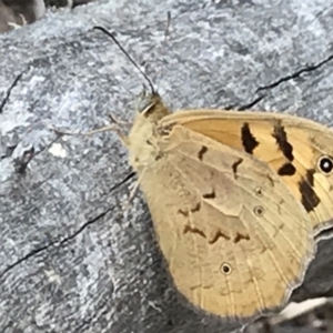 Heteronympha merope at Acton, ACT - 5 Nov 2018 02:37 PM