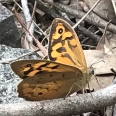 Heteronympha merope at Acton, ACT - 5 Nov 2018 02:37 PM