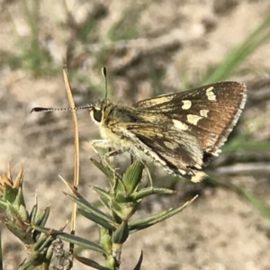 Trapezites luteus at Kambah, ACT - 30 Oct 2018