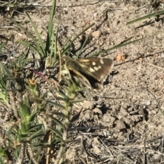 Trapezites luteus at Kambah, ACT - 30 Oct 2018 04:54 PM