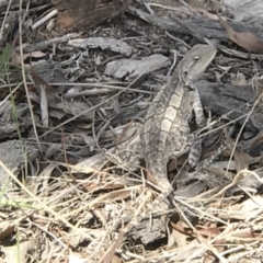 Amphibolurus muricatus (Jacky Lizard) at Mount Taylor - 4 Nov 2018 by PeterR