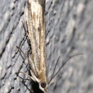 Faveria tritalis at Ainslie, ACT - 28 Oct 2018 11:02 PM