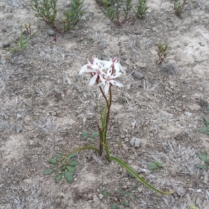 Burchardia umbellata at Amaroo, ACT - 5 Nov 2018 11:18 AM