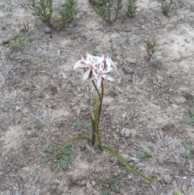 Burchardia umbellata (Milkmaids) at Amaroo, ACT - 5 Nov 2018 by nathkay