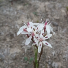 Burchardia umbellata at Amaroo, ACT - 5 Nov 2018 11:18 AM