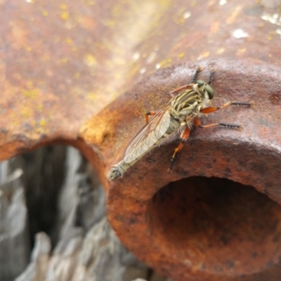 Zosteria sp. (genus) (Common brown robber fly) at Amaroo, ACT - 5 Nov 2018 by nath_kay