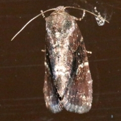 Elusa semipecten (Variable Armyworm) at Rosedale, NSW - 25 Oct 2018 by jb2602