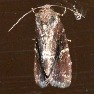 Elusa semipecten at Rosedale, NSW - 25 Oct 2018 08:23 PM