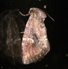 Elusa semipecten at Rosedale, NSW - 25 Oct 2018 08:23 PM