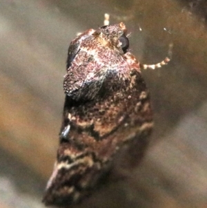 Elusa semipecten at Rosedale, NSW - 25 Oct 2018