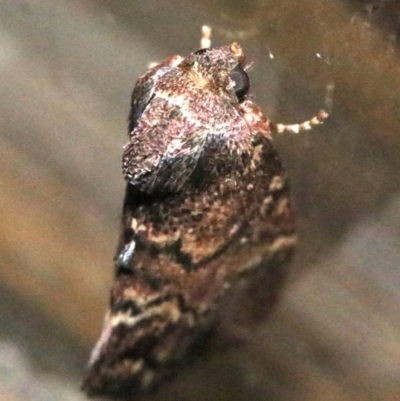 Elusa semipecten (Variable Armyworm) at Rosedale, NSW - 25 Oct 2018 by jb2602