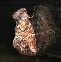 Elusa semipecten at Rosedale, NSW - 25 Oct 2018