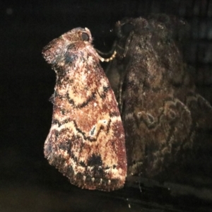 Elusa semipecten at Rosedale, NSW - 25 Oct 2018