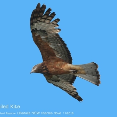 Lophoictinia isura (Square-tailed Kite) at South Pacific Heathland Reserve - 28 Oct 2018 by Charles Dove