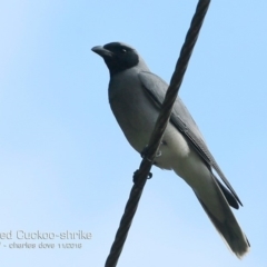 Coracina novaehollandiae (Black-faced Cuckooshrike) at Undefined - 29 Oct 2018 by Charles Dove