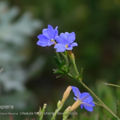 Dampiera stricta (Blue Dampiera) at South Pacific Heathland Reserve - 31 Oct 2018 by Charles Dove