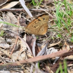 Heteronympha merope (Common Brown Butterfly) at Undefined - 29 Oct 2018 by Charles Dove