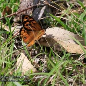 Heteronympha merope at undefined - 30 Oct 2018