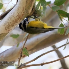 Falcunculus frontatus (Eastern Shrike-tit) at Yatteyattah Nature Reserve - 29 Oct 2018 by Charles Dove