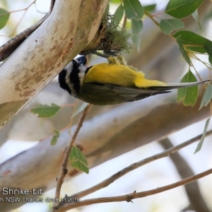 Falcunculus frontatus at Yatteyattah Nature Reserve - 30 Oct 2018