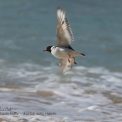 Charadrius rubricollis (Hooded Plover) at Lake Tabourie, NSW - 28 Oct 2018 by CharlesDove